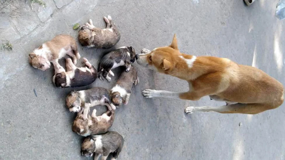 ঈশ্বরদীতে ৮টি কুকুর ছানাকে পুকুরে ডুবিয়ে হত্যা, শহরজুড়ে ক্ষোভ